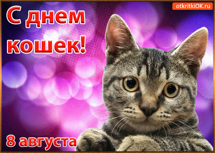Картинка красивая открытка с днём кошек